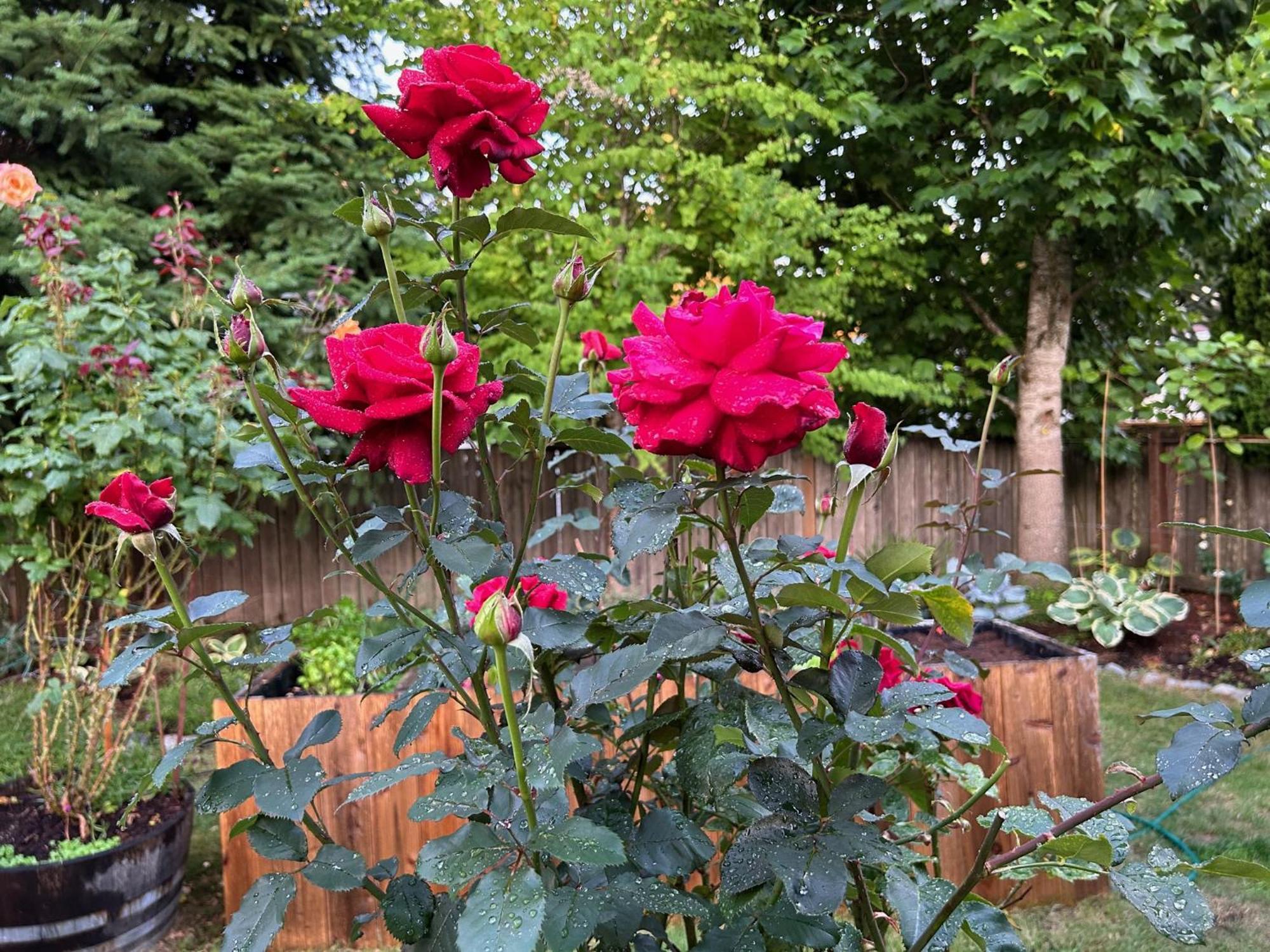 North Nanaimo Gem - Garden-View Room With Private Ensuite 外观 照片